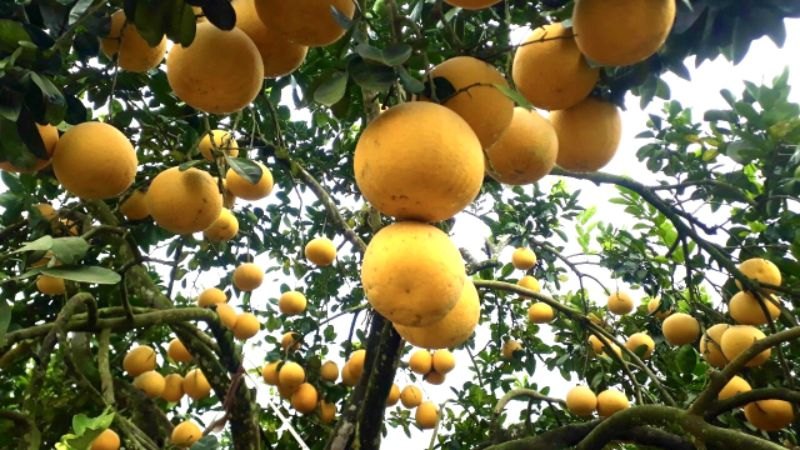Bưởi Đoan Hùng vàng chín trên cây