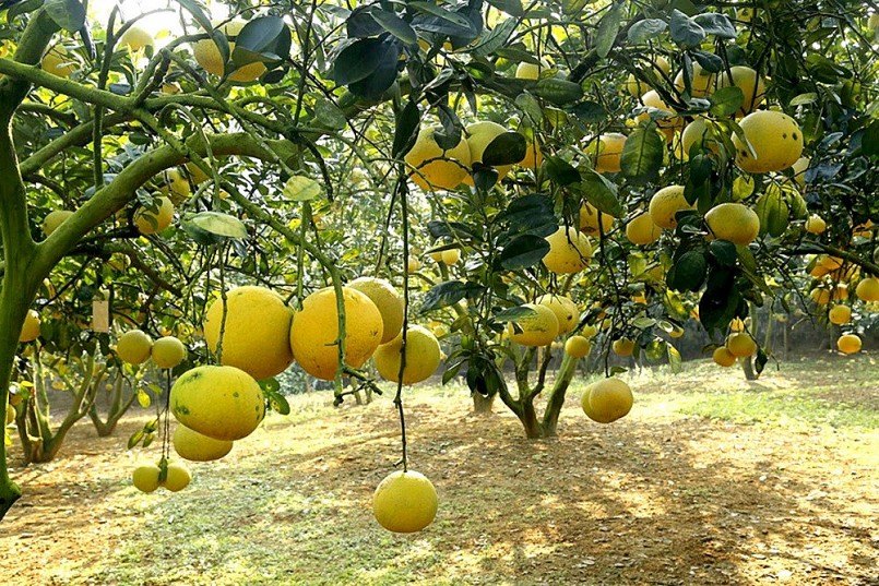 Vườn bưởi Đoan Hùng trĩu quả vàng
