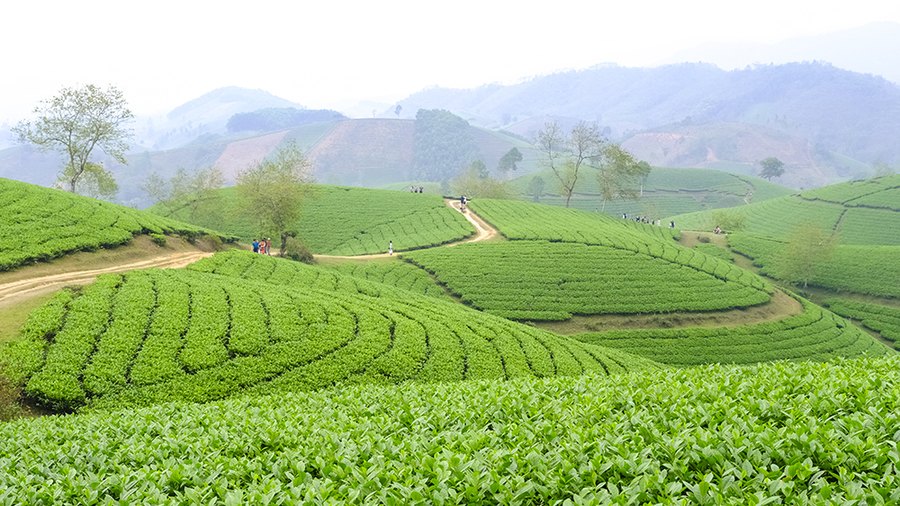 Aerial đồi chè + rặng núi trung du Phú Thọ
