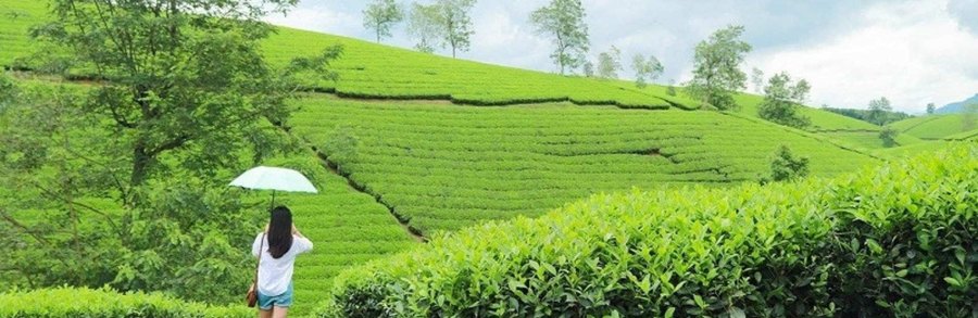 Người trên đồi chè ngắm cảnh Phú Thọ