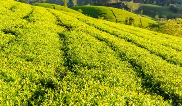 Đồi chè trung du miền Bắc